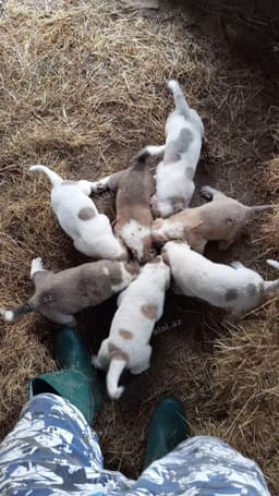 Alabay, 3 ay, Ödənişli çatdırılma