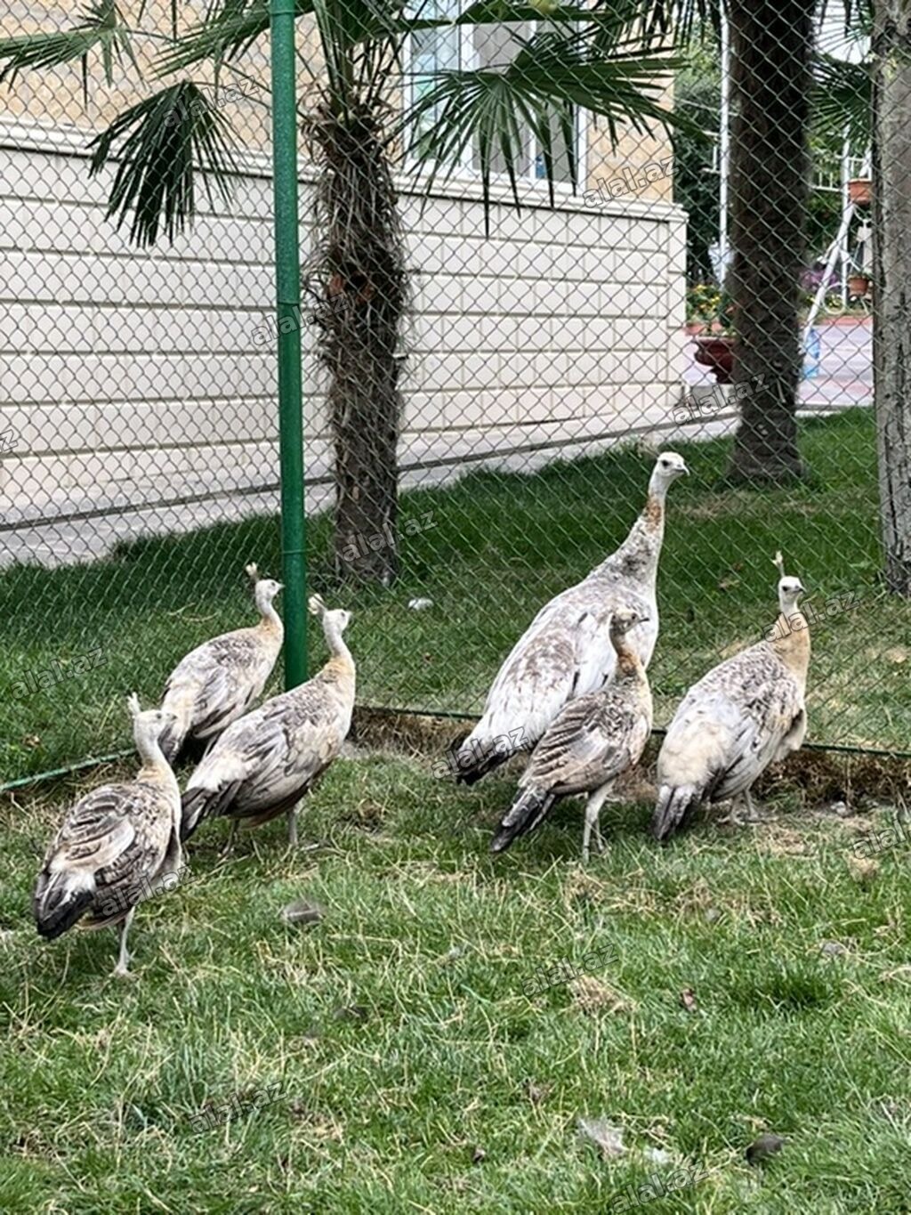 Tavus quşları (heyvandarlıq/bağ üçün dekorativ quşlar) Qaraqanad tovuz