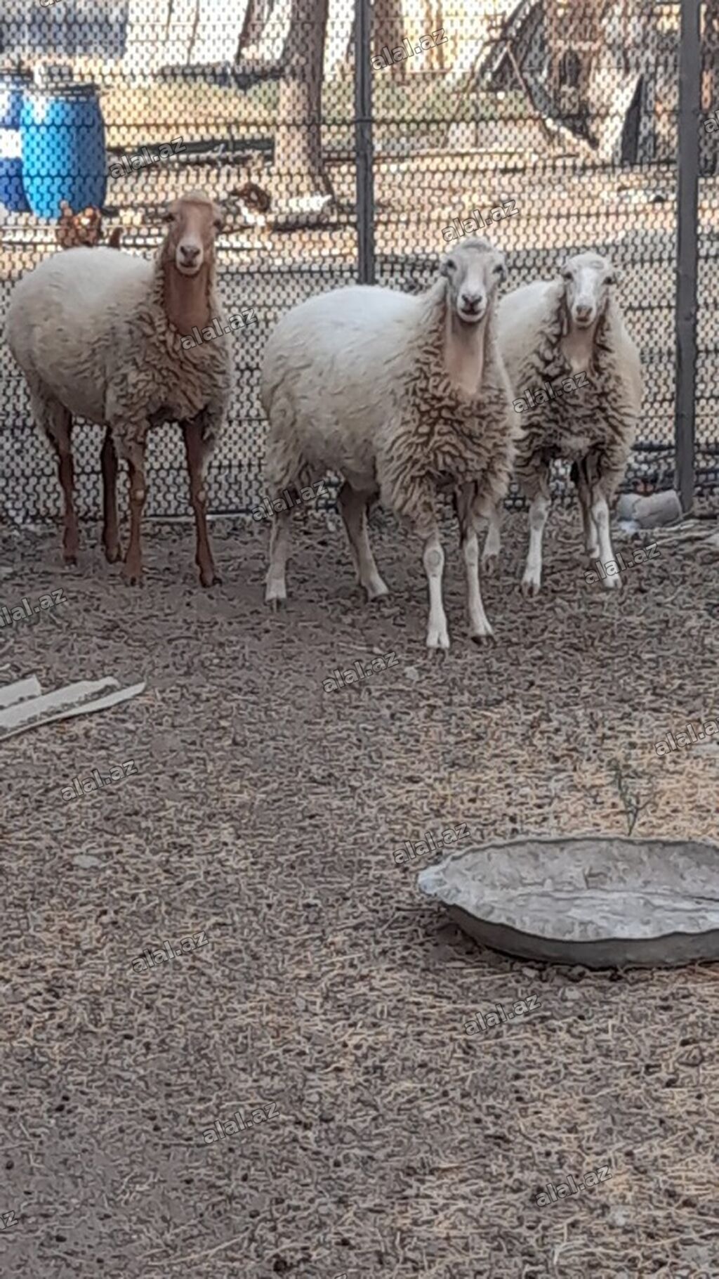 Dişi, il: 1, Damazlıq