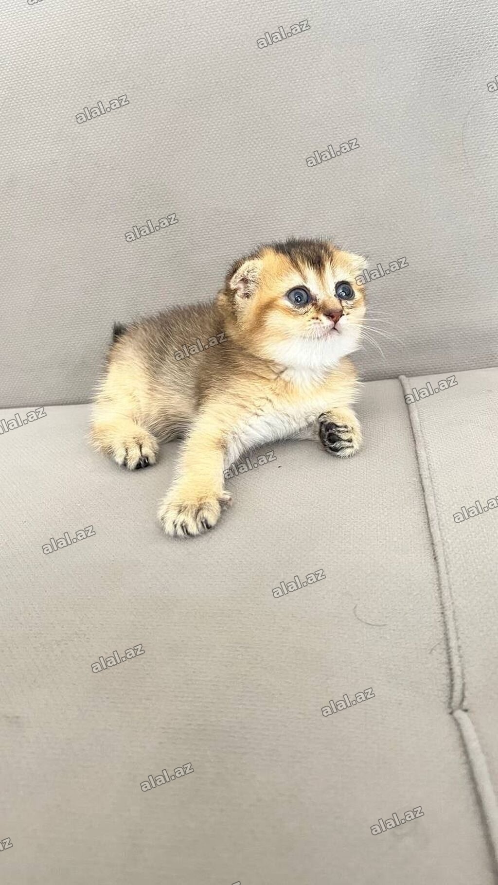 Qızıl şinşilla, Dişi