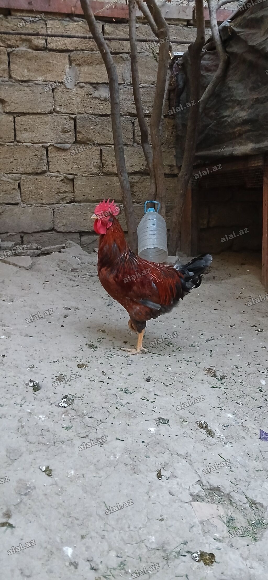 Məhsul: Xoruzlar (ev quşu) Təsvir: - Şəkillərdə fərqli rəng