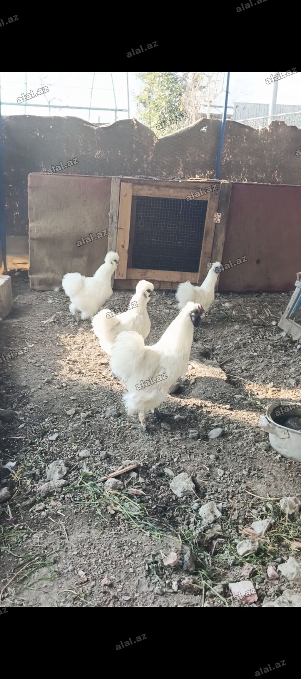 Ponpon yumurtası satılır Super çıxış verir 2.50 real alıcıya endirim