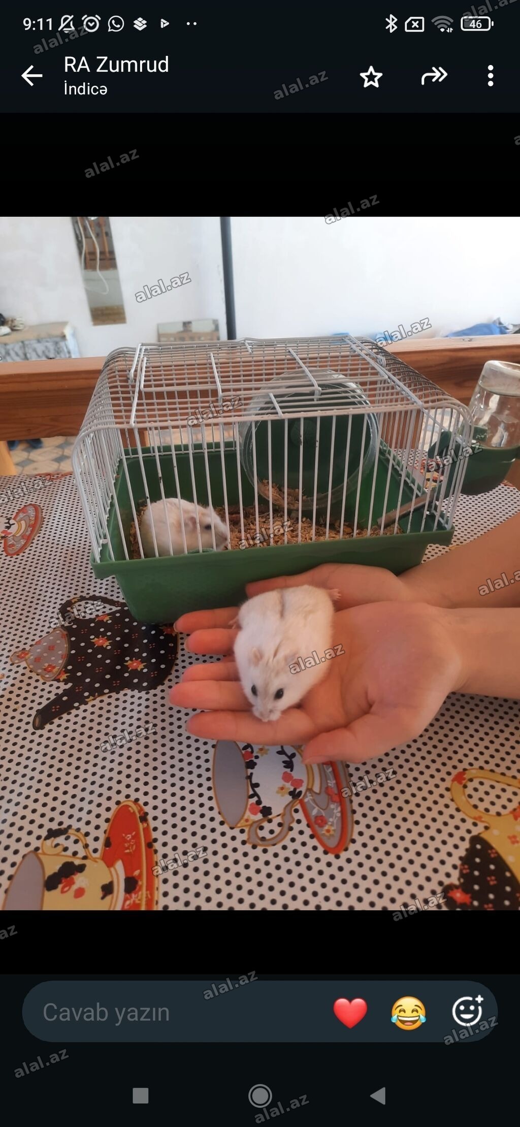 Hamster və qəfəs dəsti - Növ: xırda ev heyvanı (hamster), açıq