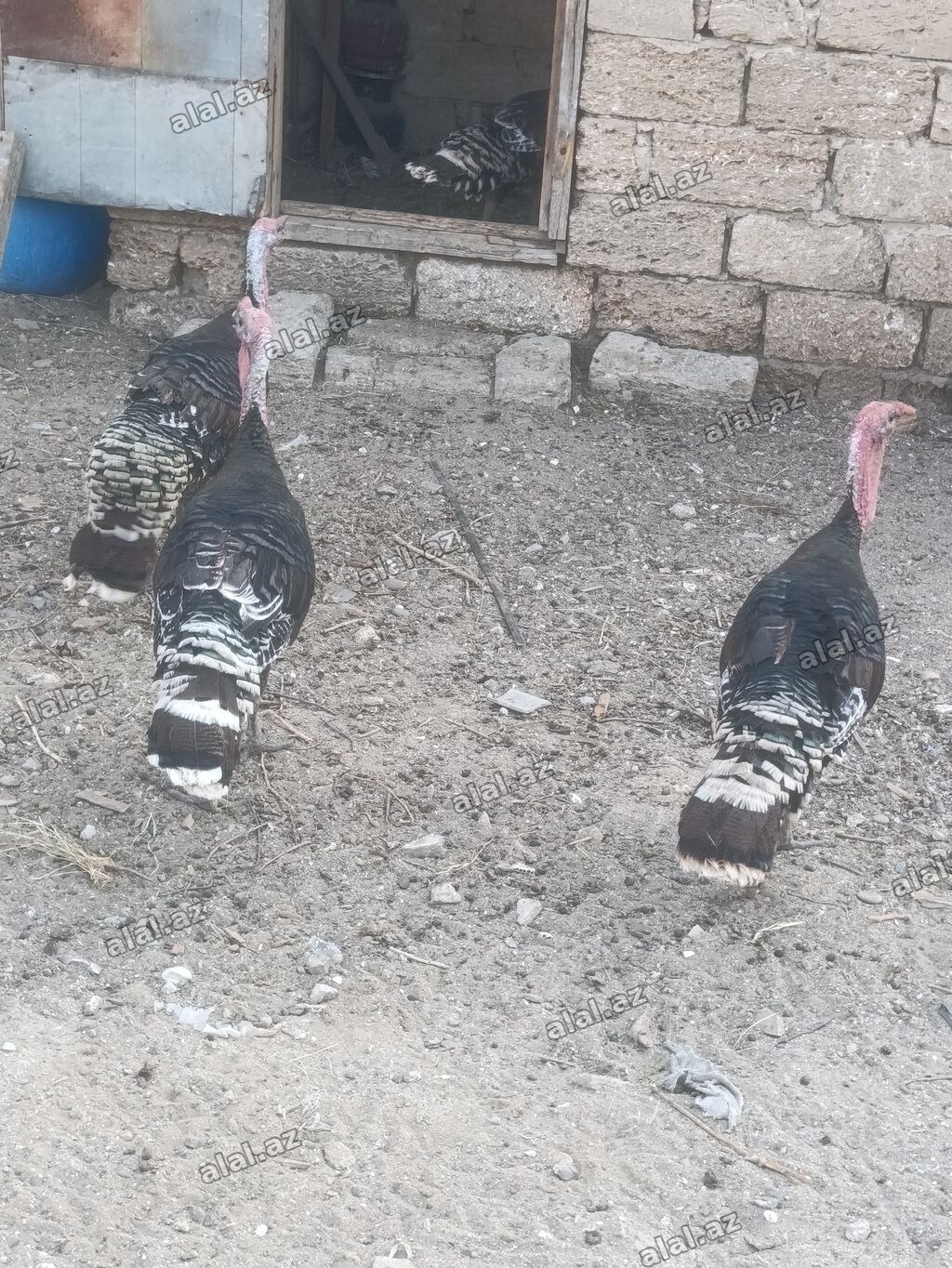 Salam tam sağalm heyvalınları Di Bronza Cinsi peyvəndəlir vurulub 2