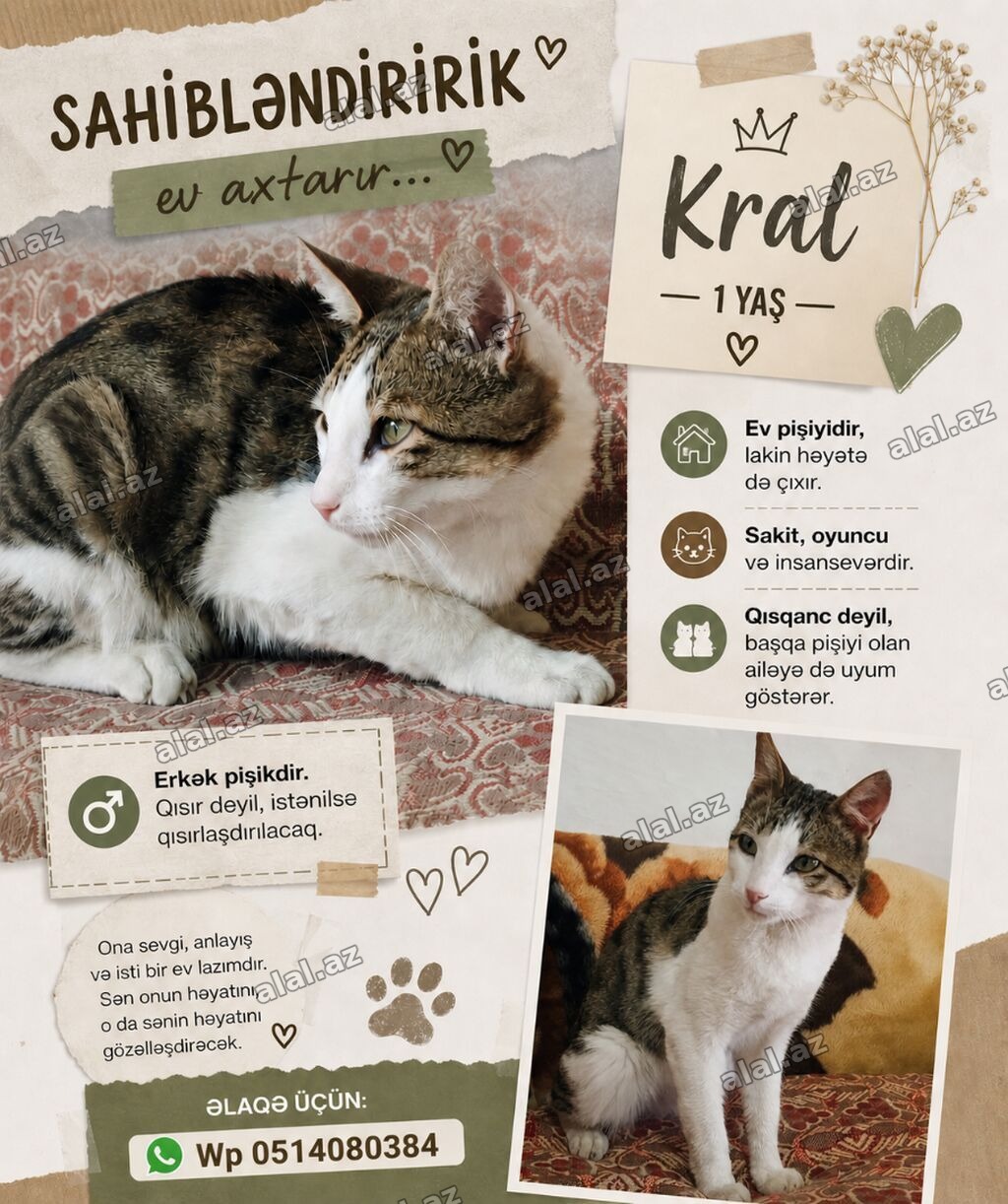 Erkək, Yaxşı əllərə, Pulsuz çatdırılma