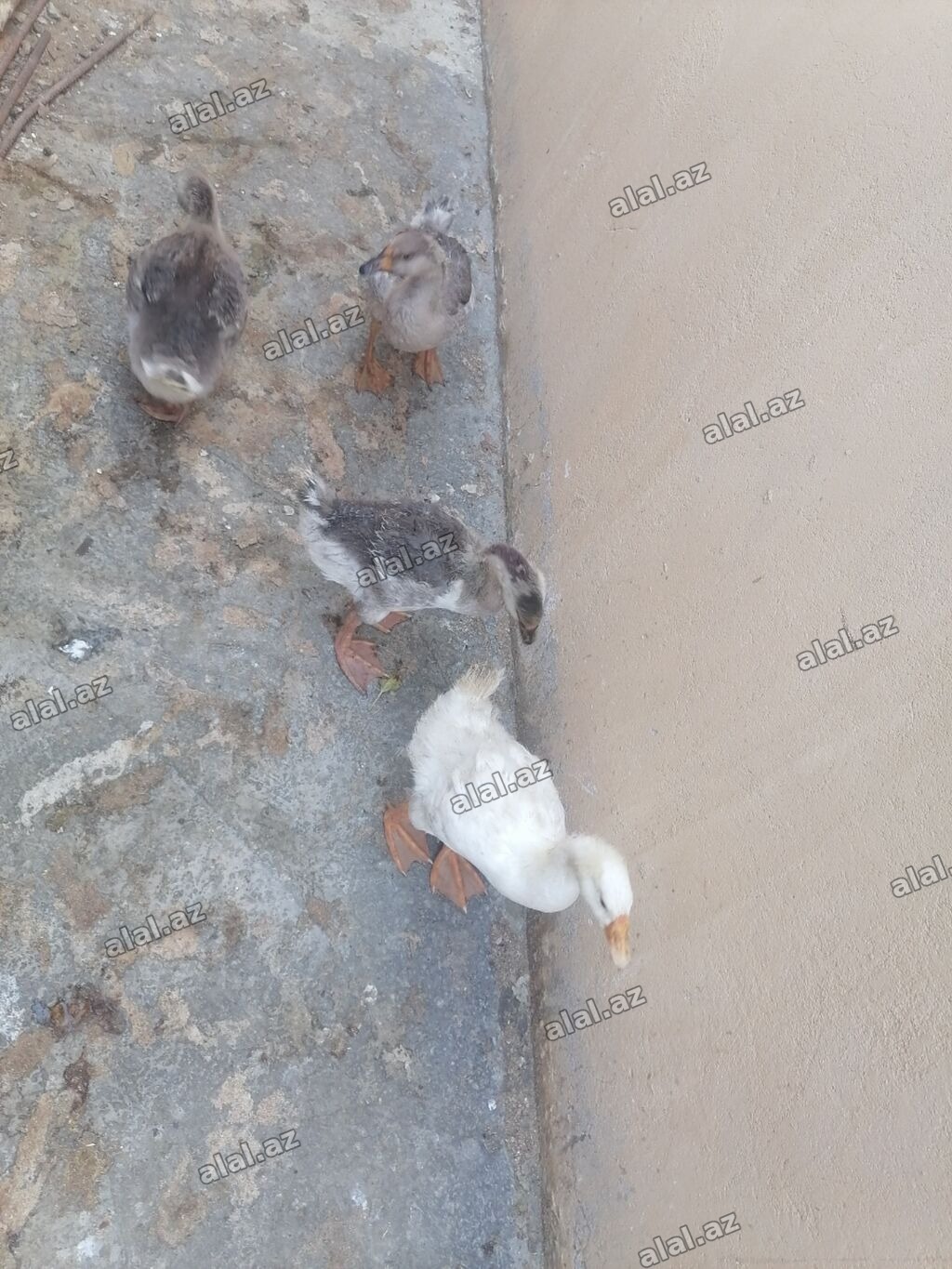 QAZ BALALARI TAM SAĞLAMDILAR QİYMƏT 25 MANAT 4 AYLIXDI ÇƏKİLƏRİ 1KQ