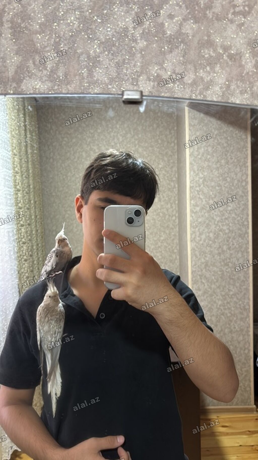 Nimfa (Cockatiel) tutuquşuları – 2 ədəd - Növ: Nimfa (Nymphicus