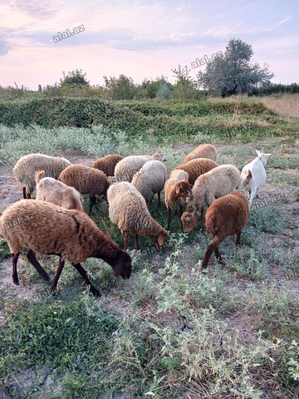 8qoyun,6quzu,1 keçi 1 çəpiş. içində cəmi birdənə yaşlı qoyun var.ona