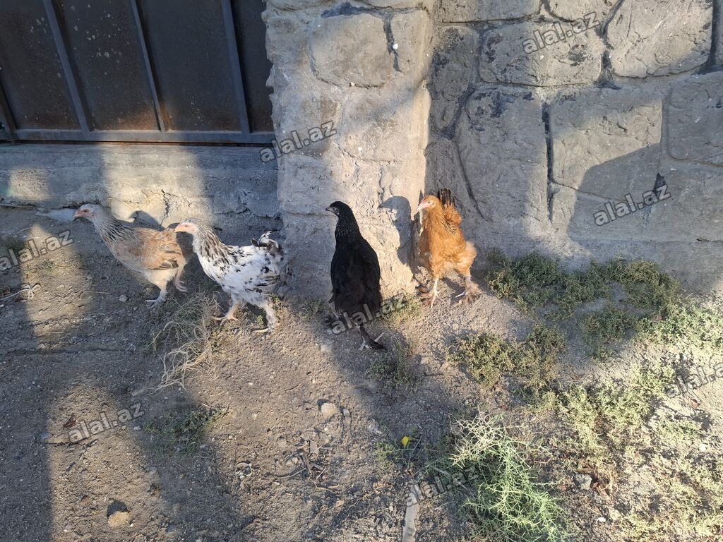 Toyuq, Yumurtalıq