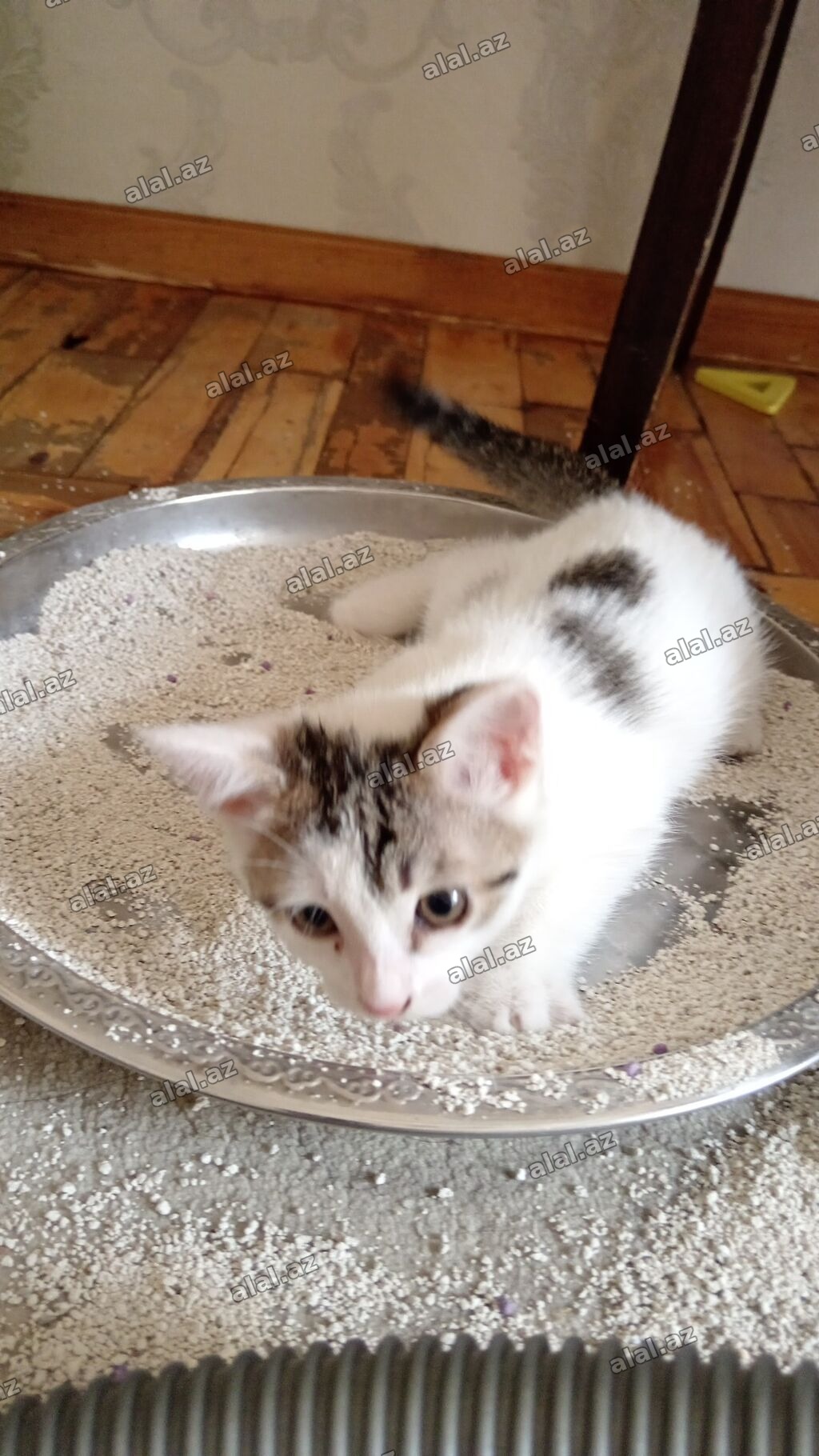 2ayliq bala. Piwikdi diwi sahiblendirilir. Sumqayit