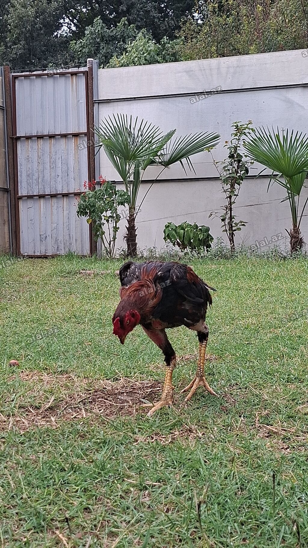 Xoruz, il: 1, Ödənişli çatdırılma