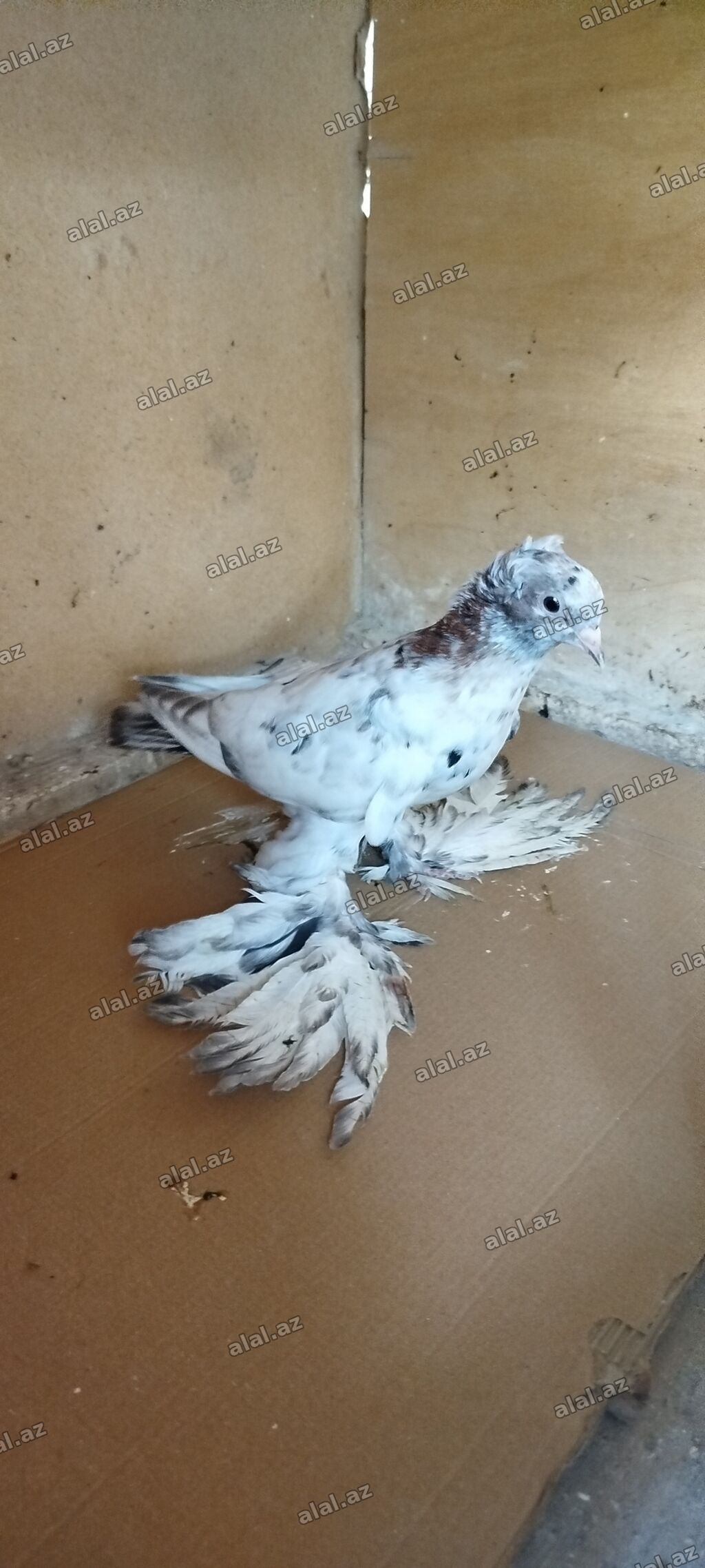 Quşlar satılır bir cüt ata ana bir cüttə balaları qiymət cütü 50