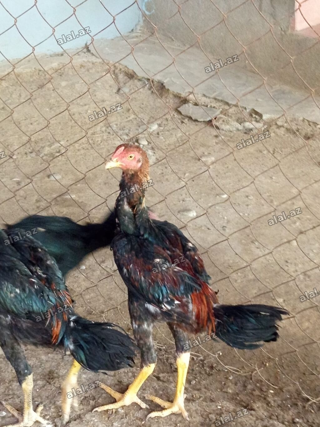 Salam aleykum gördüyünüz heyratı xoruzları satılır tam sağlam