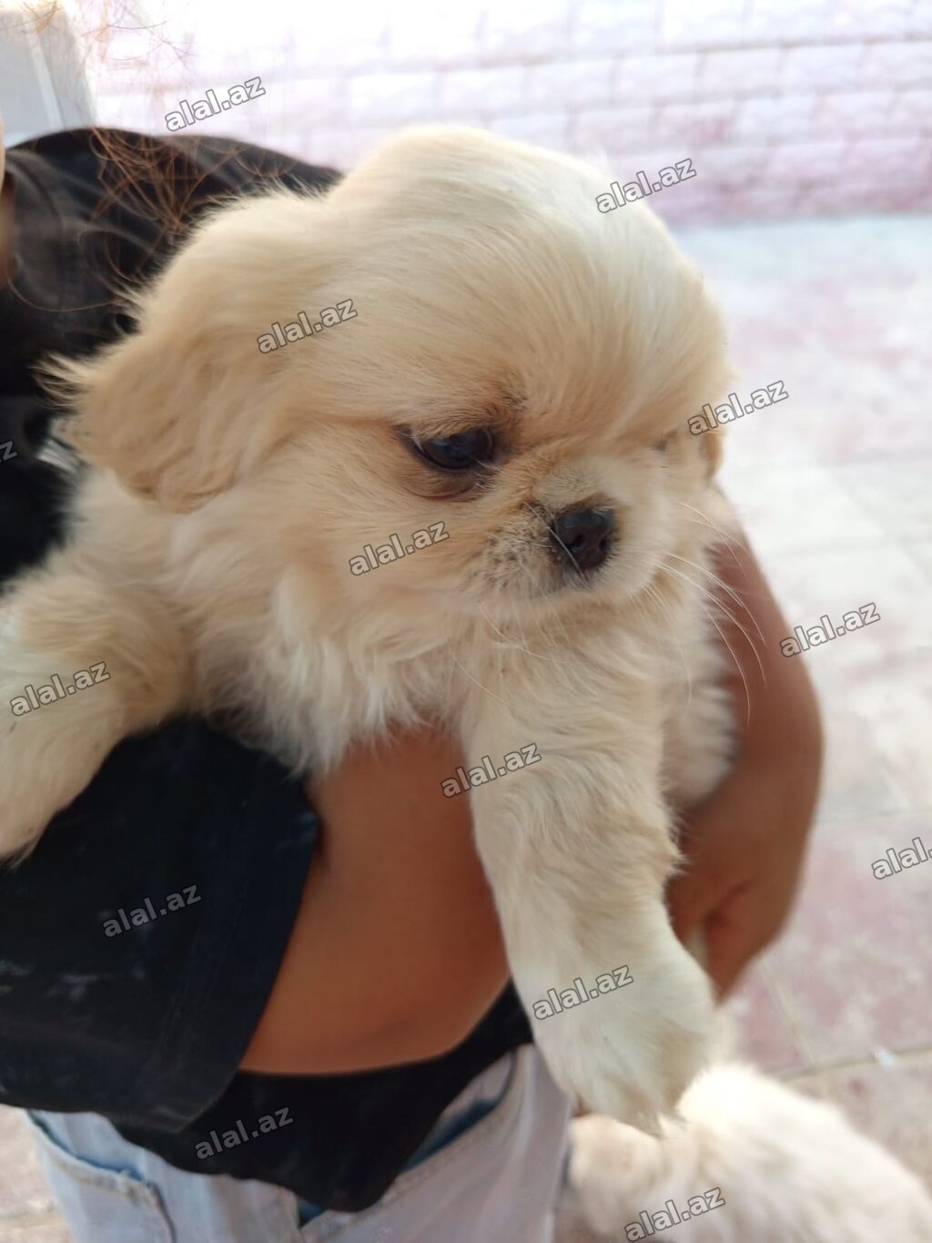 Pekines, Ünvandan götürmə, Ödənişli çatdırılma, Pulsuz çatdırılma