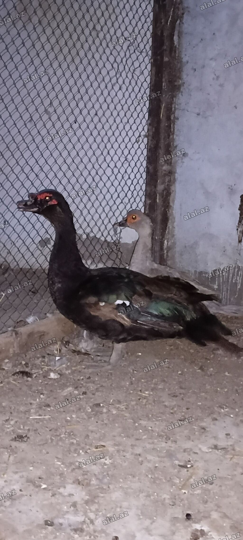 Erkək, | Lal ördək, Damazlıq