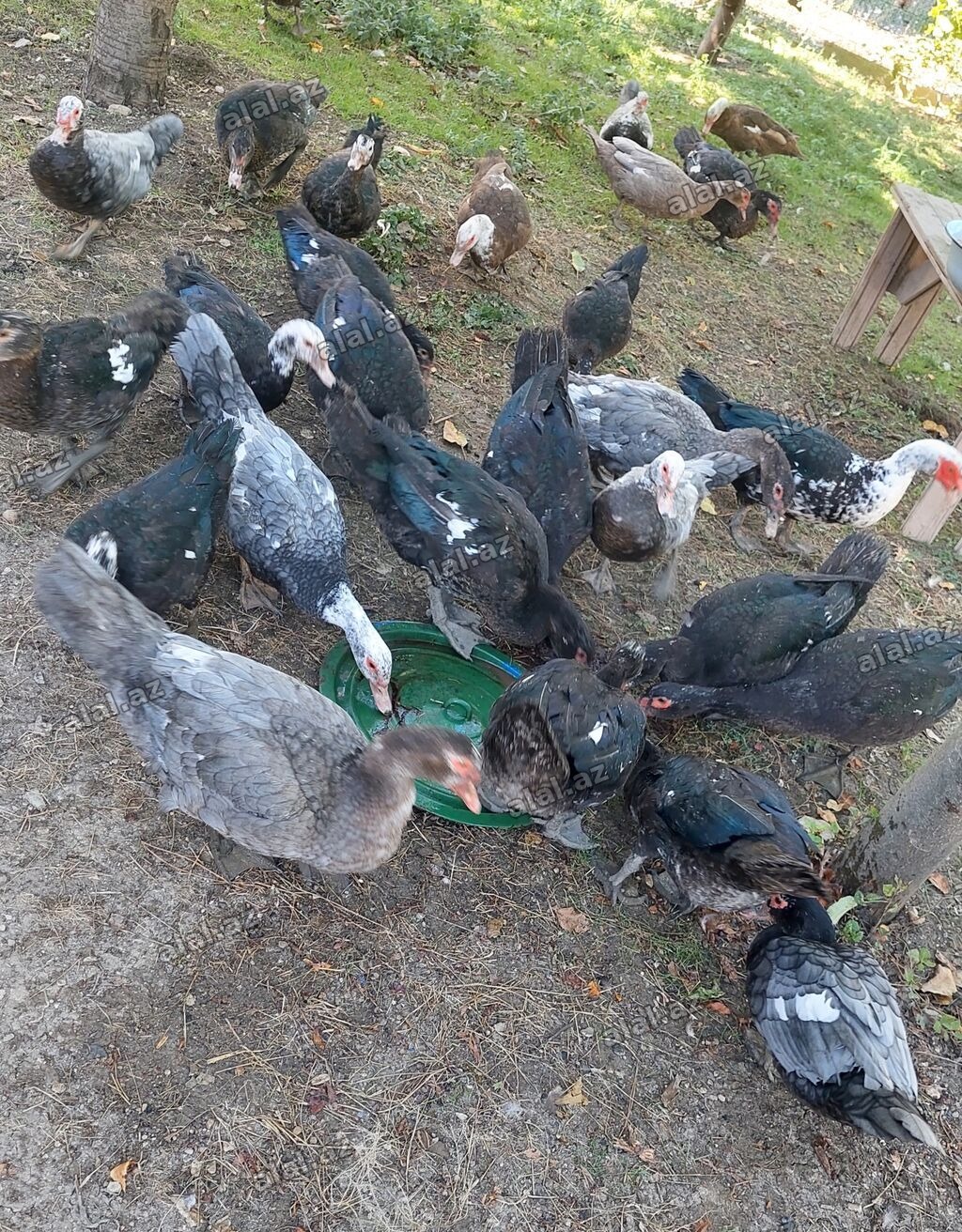 Lal ördək 30 Lavanda 35 AZN