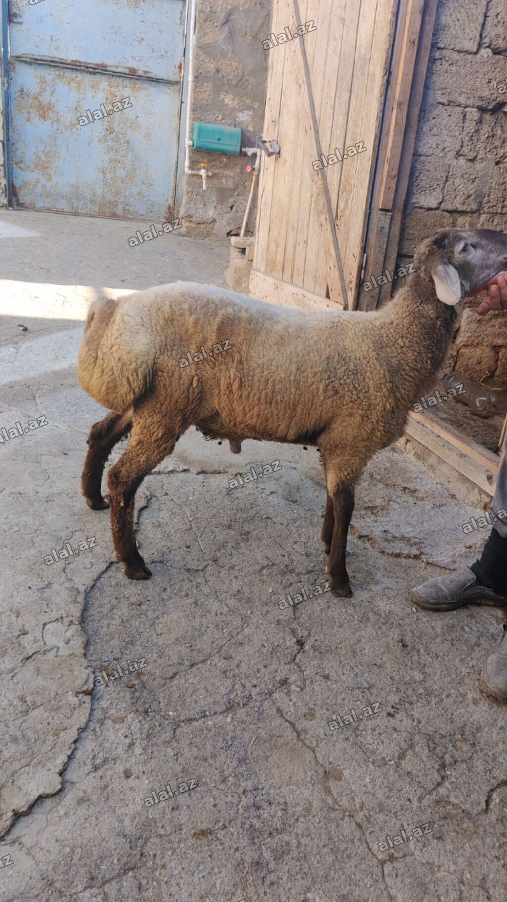 Tam sağlam 7-8 aylıq quzu satılır. Sırf təbii arpa və otla beslenib