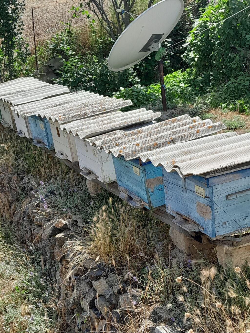 45 Arı ayləsi kom şəkildə satlır