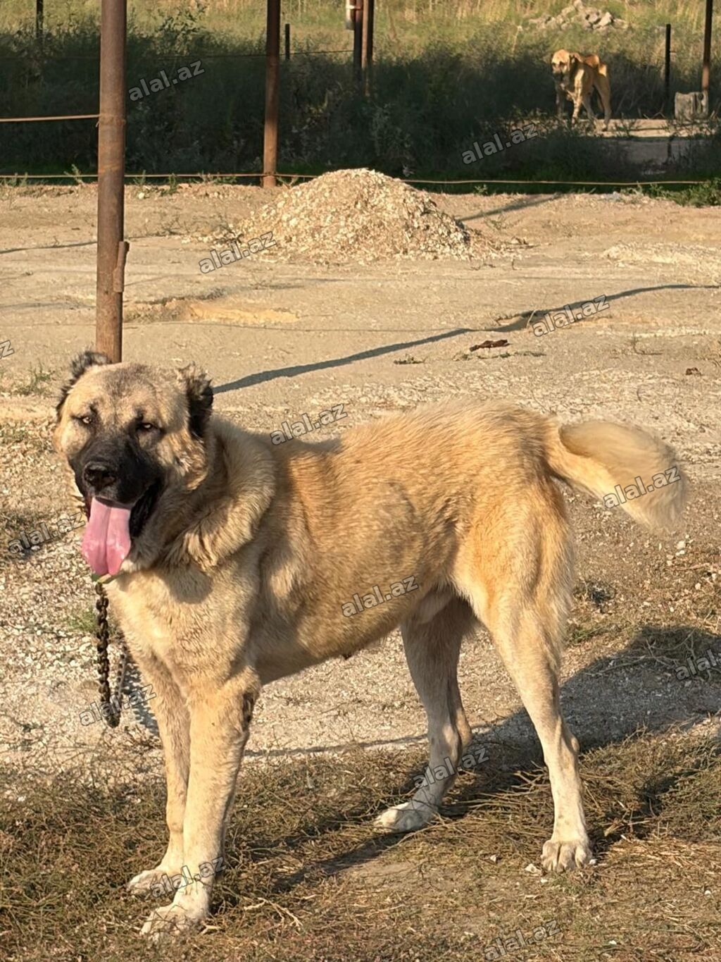 Qurdbasar, 2 il, Erkək, Peyvəndli, Rayonlara çatdırılma