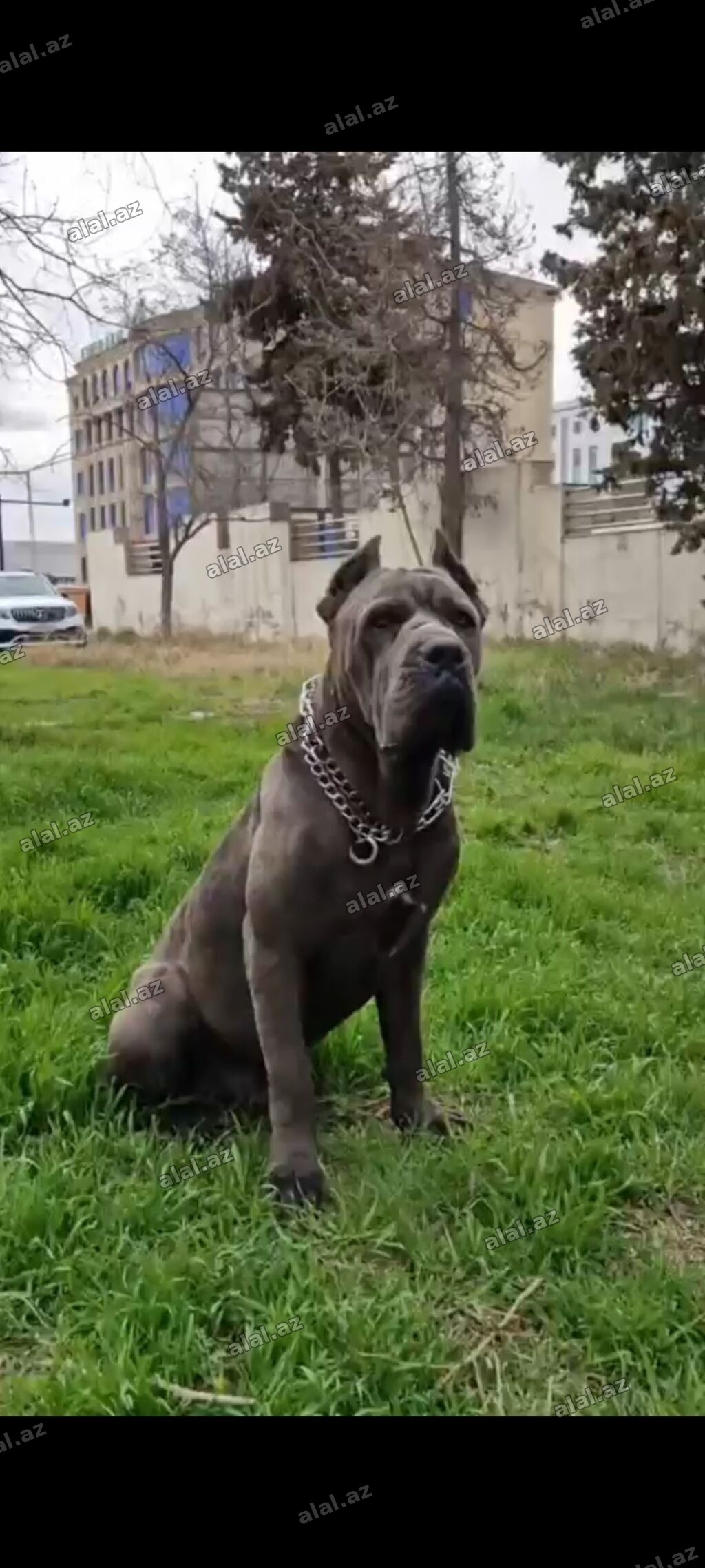 Kane-Korso, 1 ay, Erkək, Peyvəndli, Ünvandan götürmə