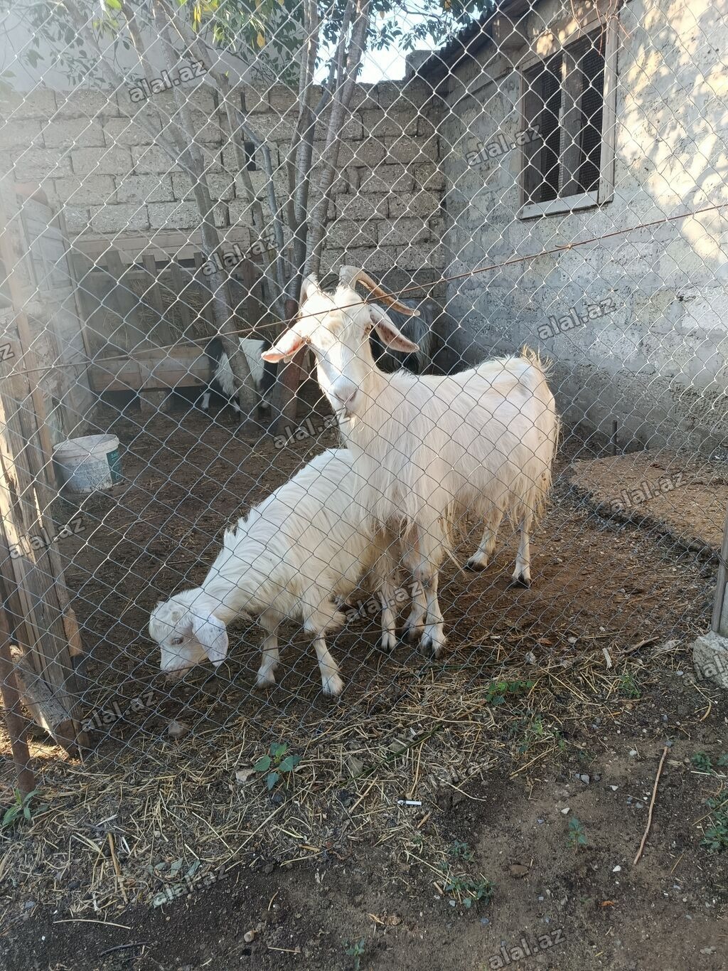 Çəpiş erkəkdi.Anası 4doğardı