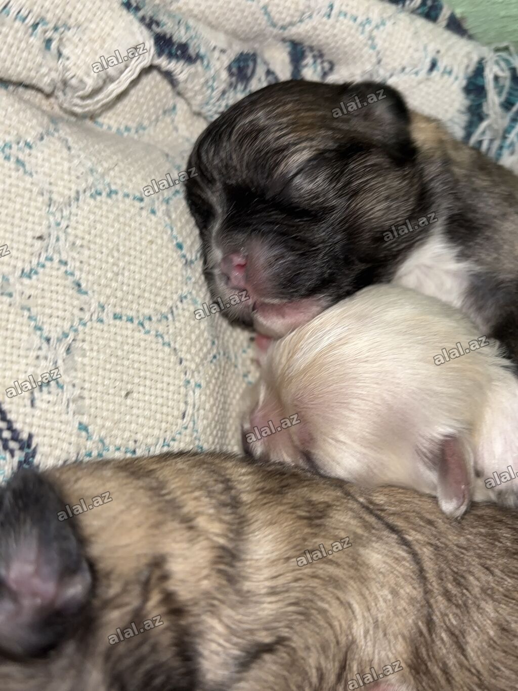 Pekines, Ödənişli çatdırılma