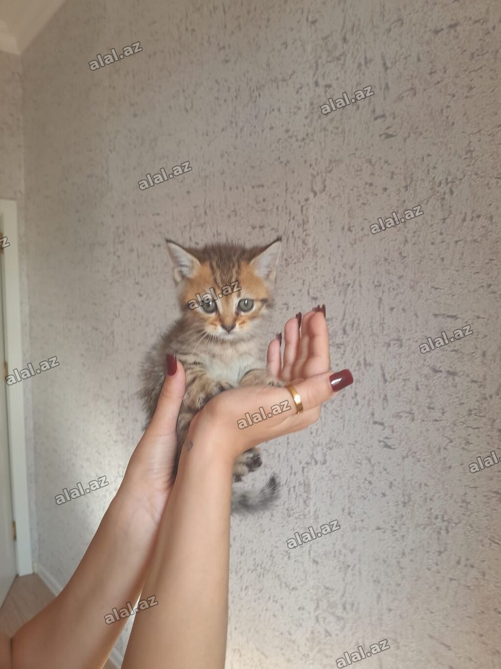 Tabbi, Yaxşı əllərə