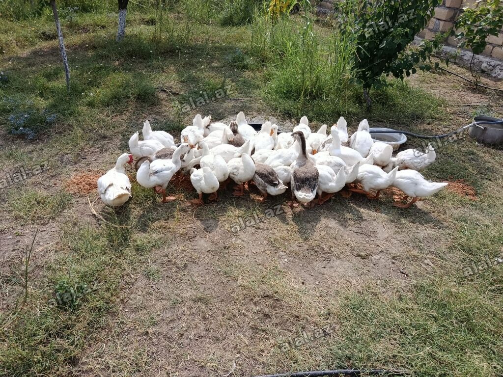 3 aylıq qazlar satışa çıxrıldı, ətlik sortlardihamisi xususi yemleme