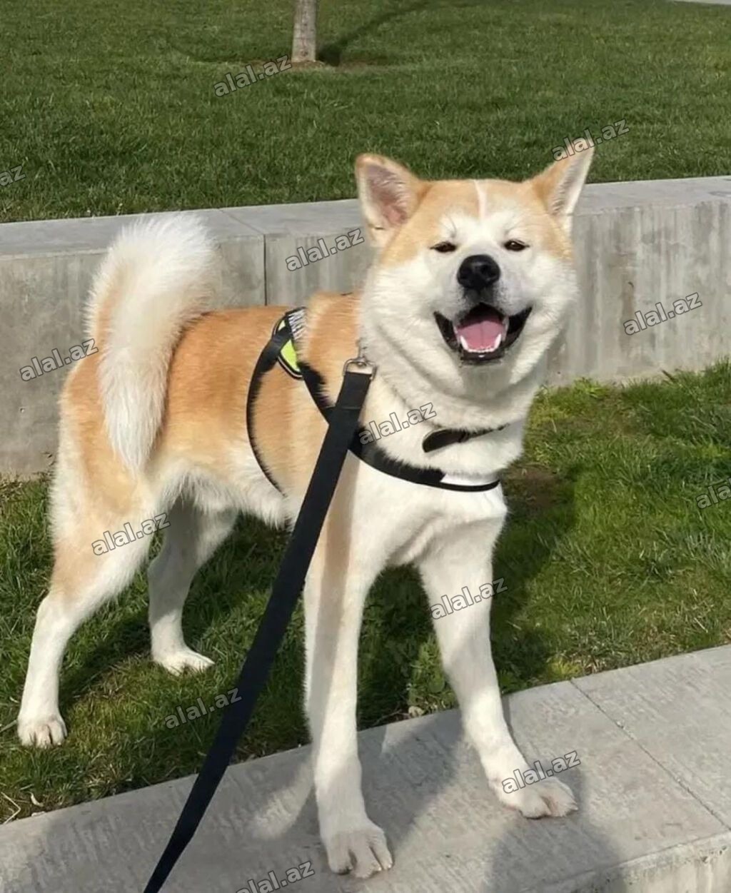 Akita-inu, 5 ay, Erkək, Sənədli, Ünvandan götürmə, Ödənişli çatdırılma