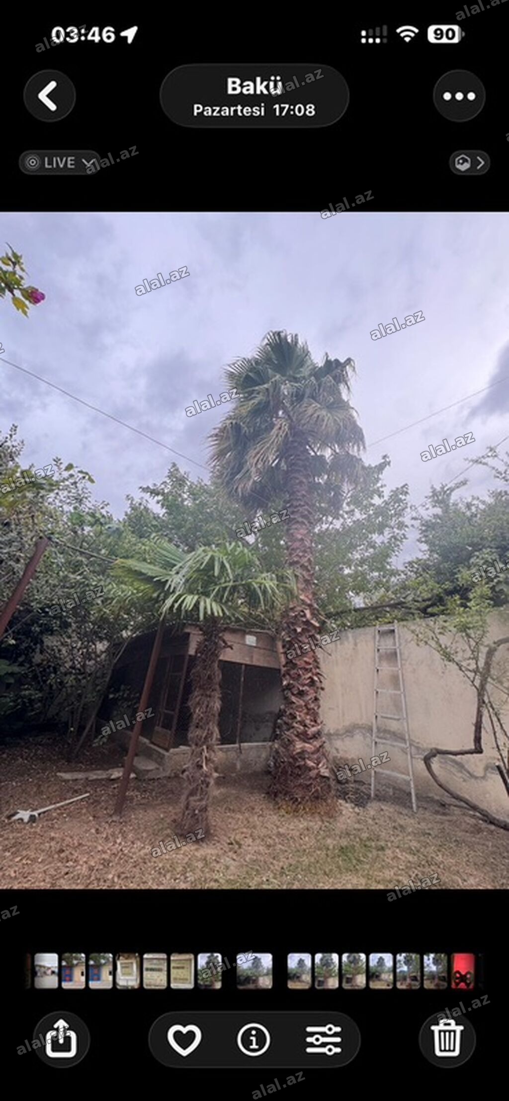 🌴 15 İLLİK, 7.5 METRLİK WASHINGTONIA PALMASI SATILIR 🌴 Elan mətni: 🌴