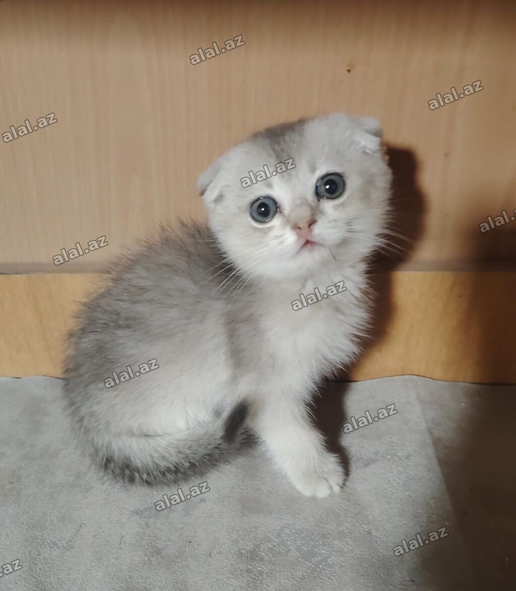 Şotland yastı qulaq