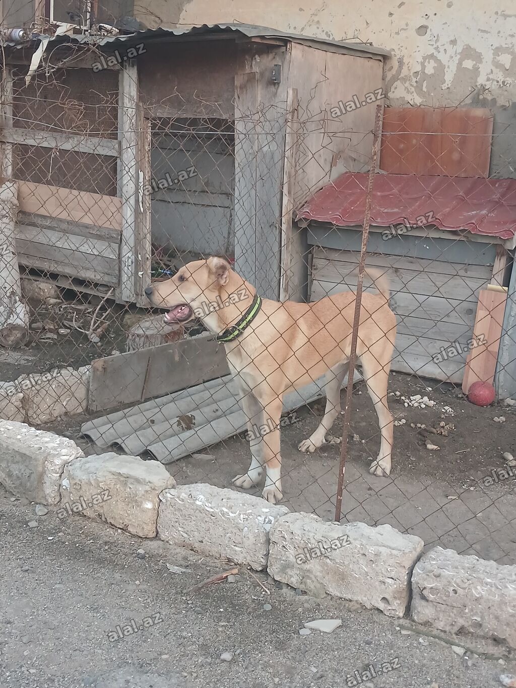 Qafqaz çoban iti, 7 ay, Erkək