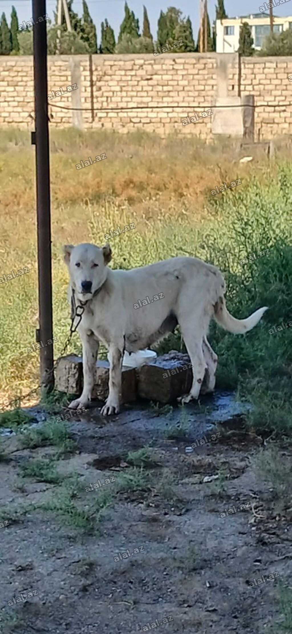 Qurdbasar, 2 il, Dişi, Peyvəndli, Rayonlara çatdırılma