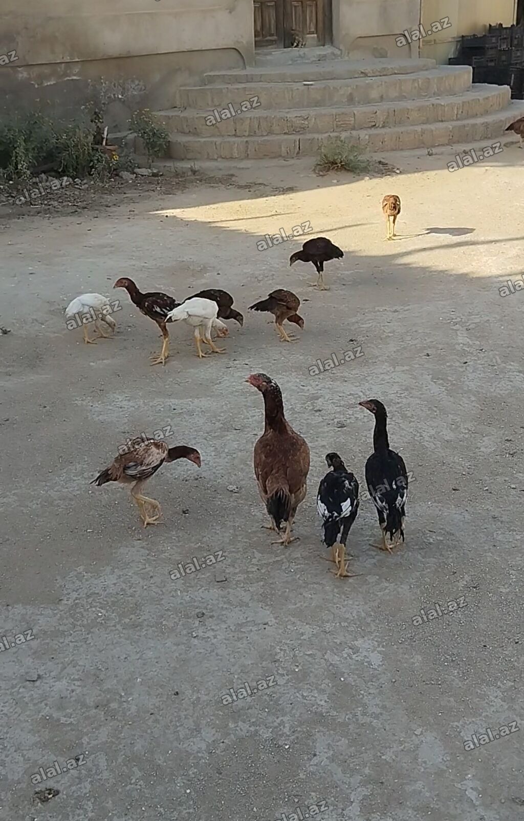 Heyrati cuceleri. Salam allah haminin malina xeyr versin. Turk cinsi