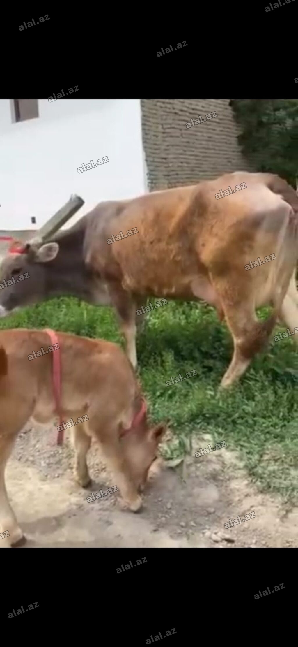 Satılır: inək bala ilə • Növ: yerli südlük inək • Rəng: açıq-qəhvəyi