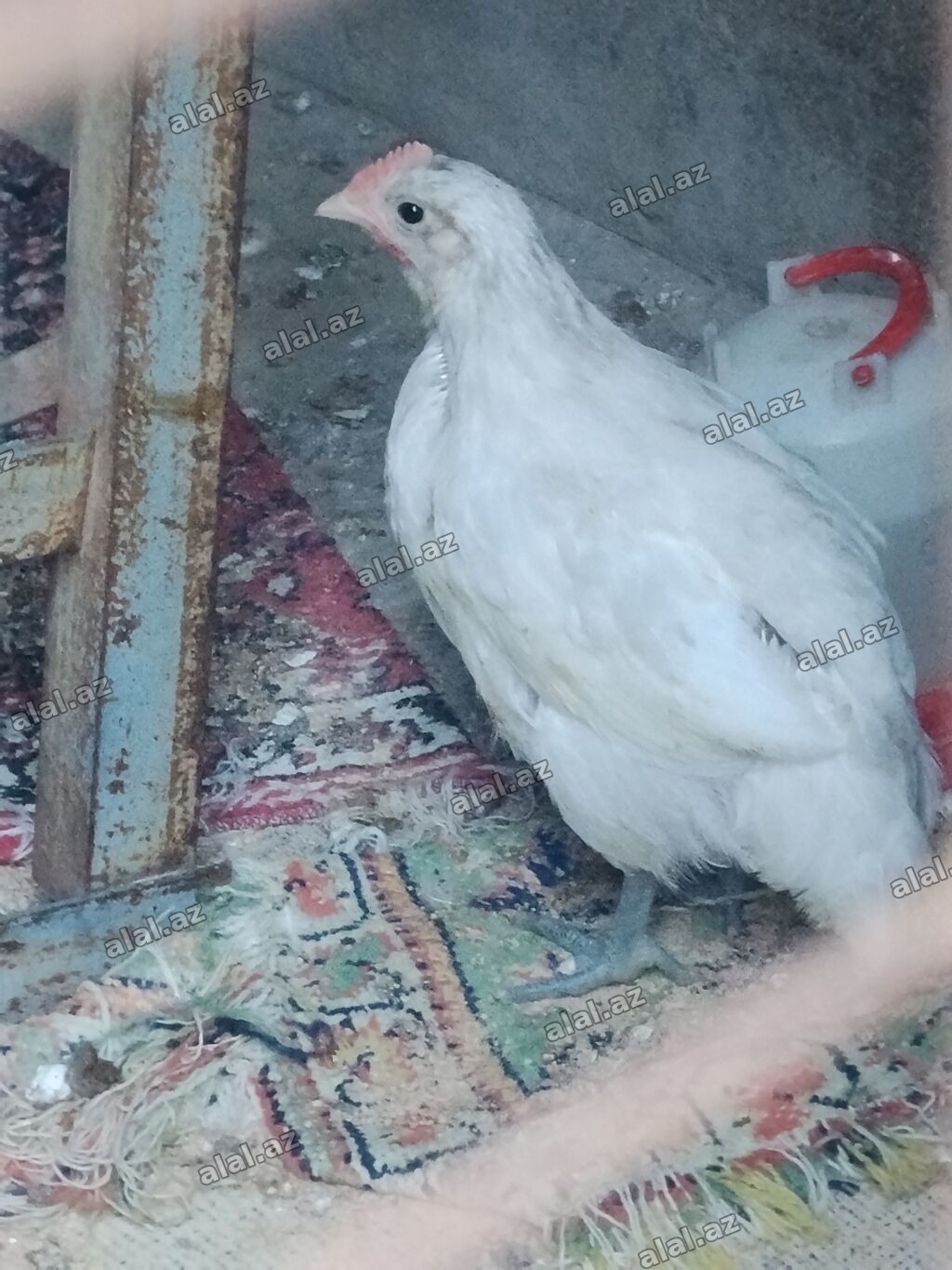 Toyuq cücələri, Ətlik