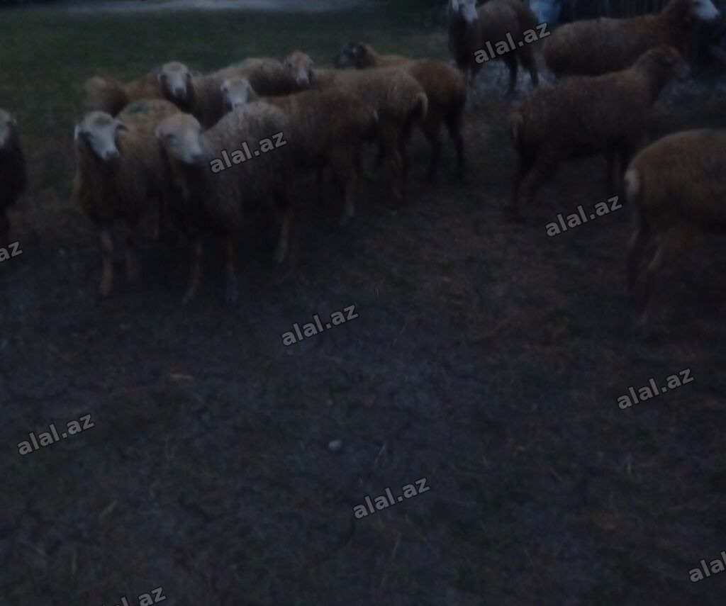 5 quzu satılır təcili Erkeyide var dişiside
