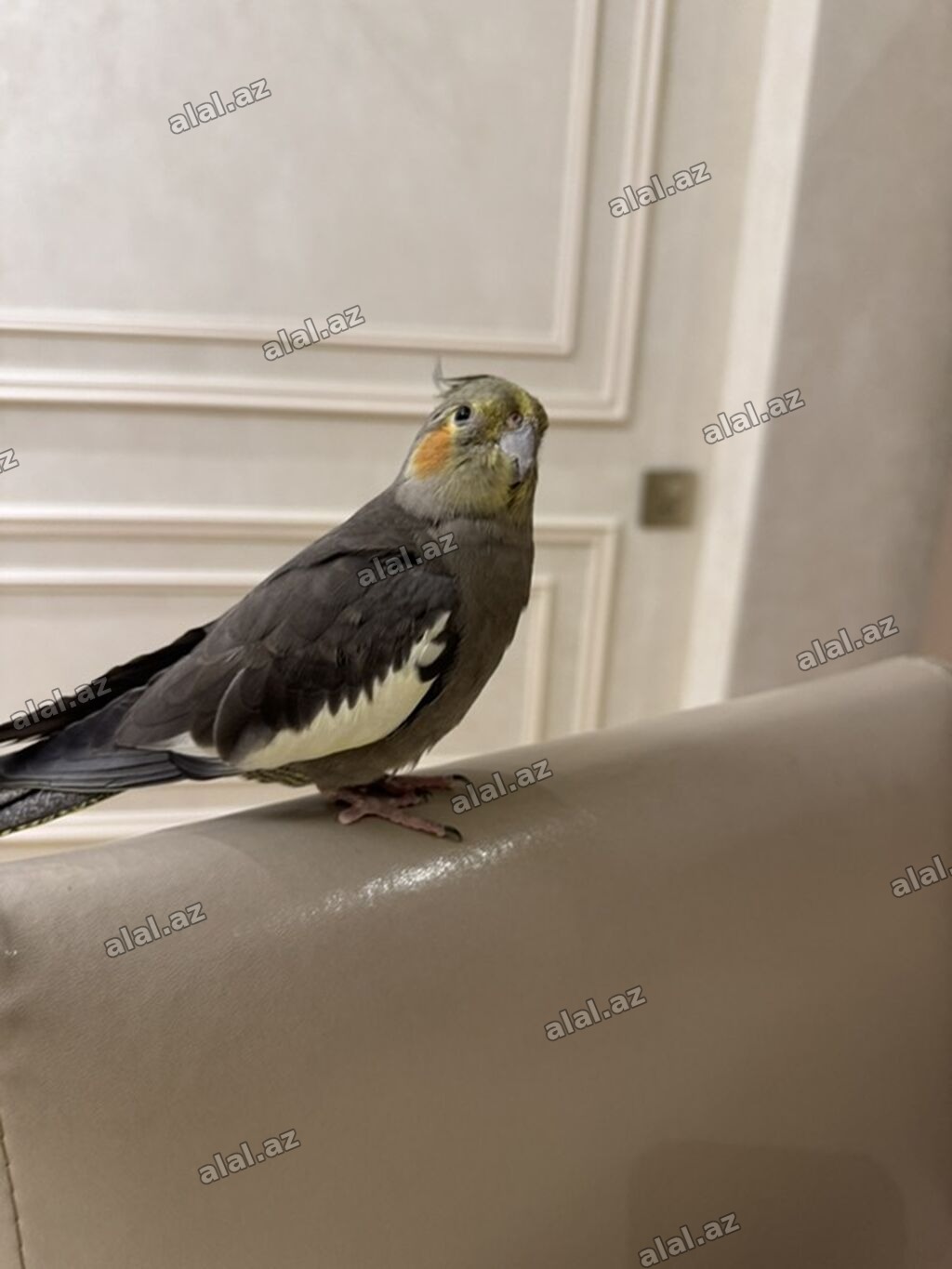 Nimfa tutuquşu (cockatiel)