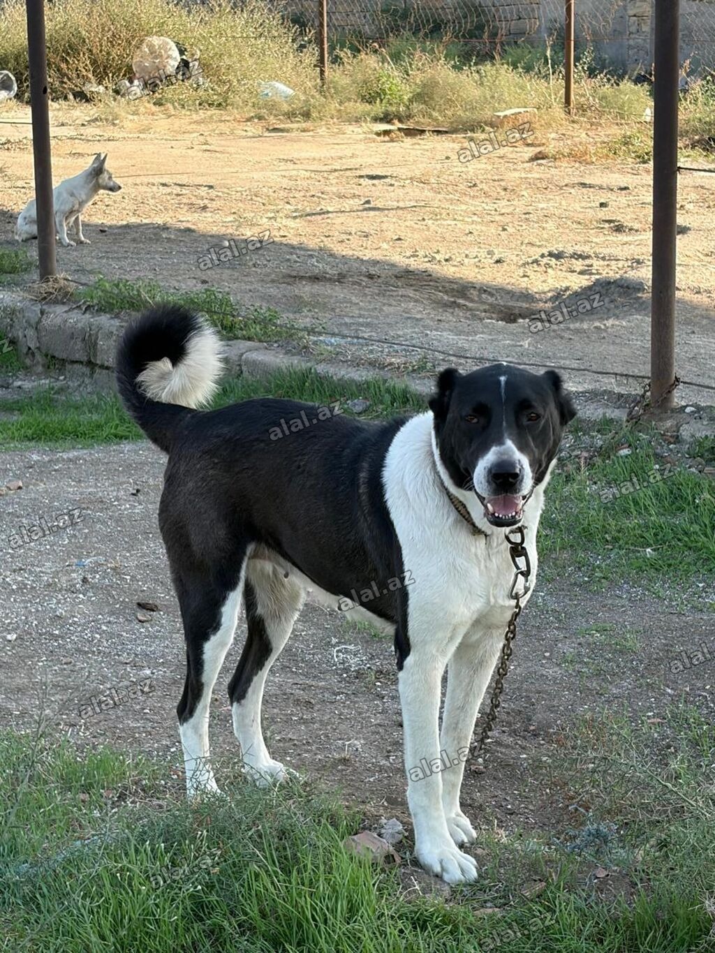 Qurdbasar, 2 il, Dişi, Peyvəndli, Rayonlara çatdırılma