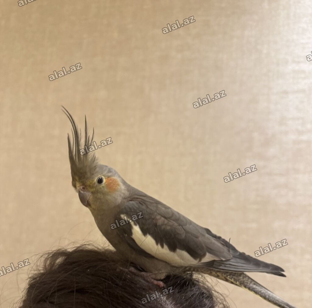 Nimfa tutuquşu (Cockatiel)