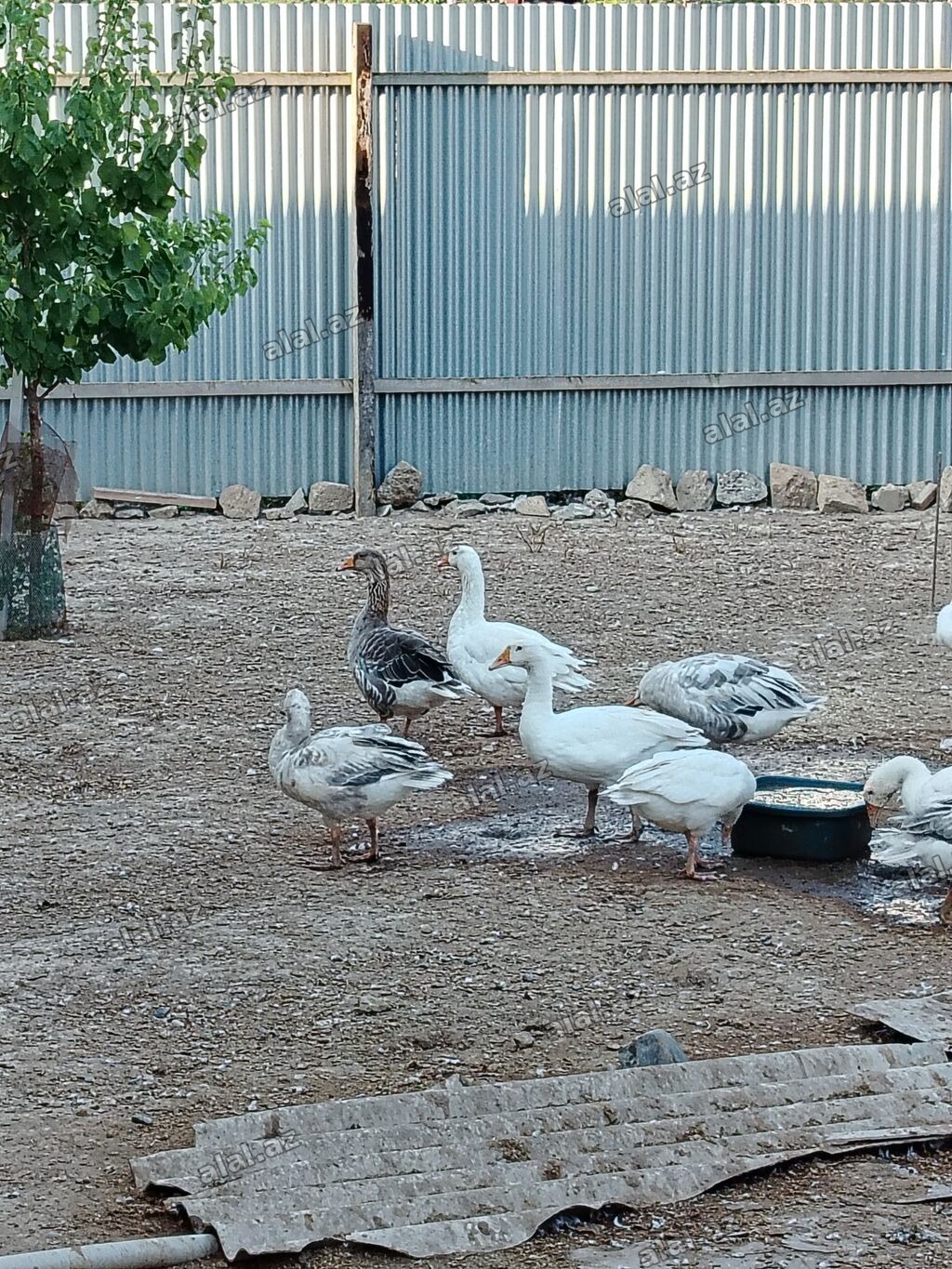 Erkək, Damazlıq, Ünvandan götürmə