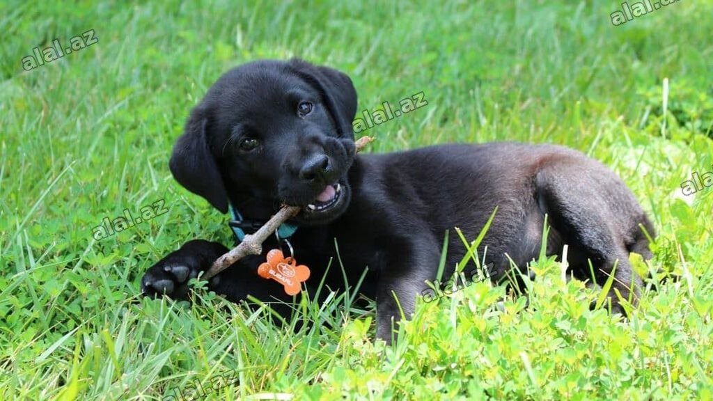 Labrador-retriver, 1 ay, Erkək, Peyvəndli