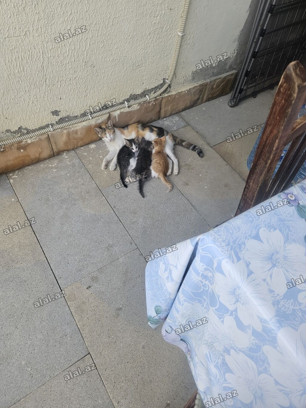 Dişi, Yaxşı əllərə