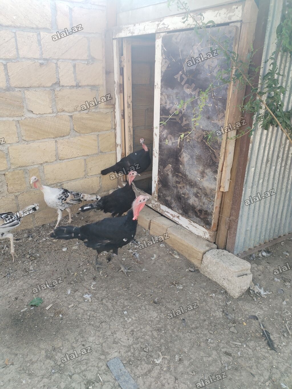 4 ayliq saglam hindusqalar satilir