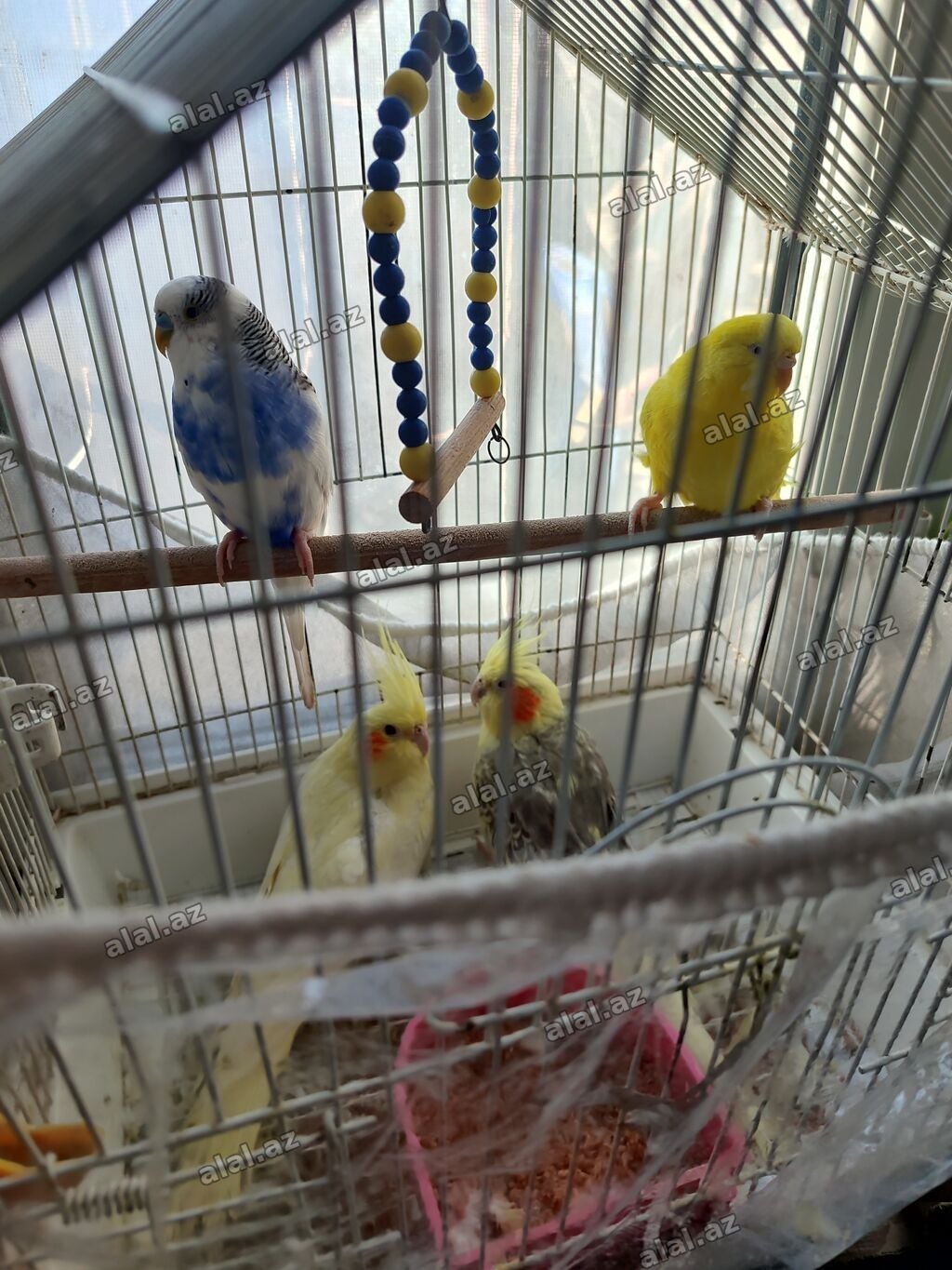 - Qəfəsdə bir neçə dekorativ quş: 2 zebra nimfa (cockatiel) sarı