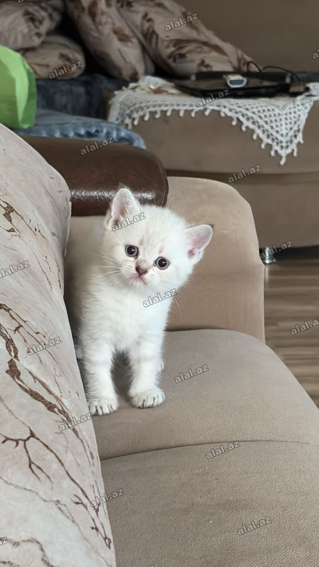 Ağ tüklü, mavi gözlü pişik balası - Rəng: süd-ağ bədən, qulaq