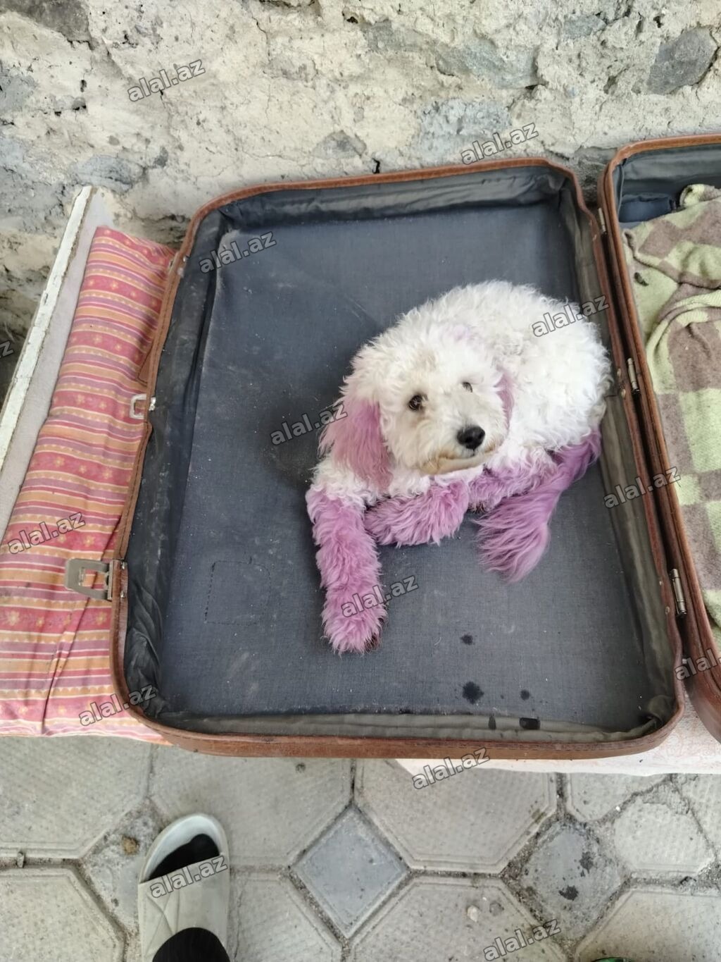 Pudel, 5 ay, Dişi, Peyvəndli, Ünvandan götürmə