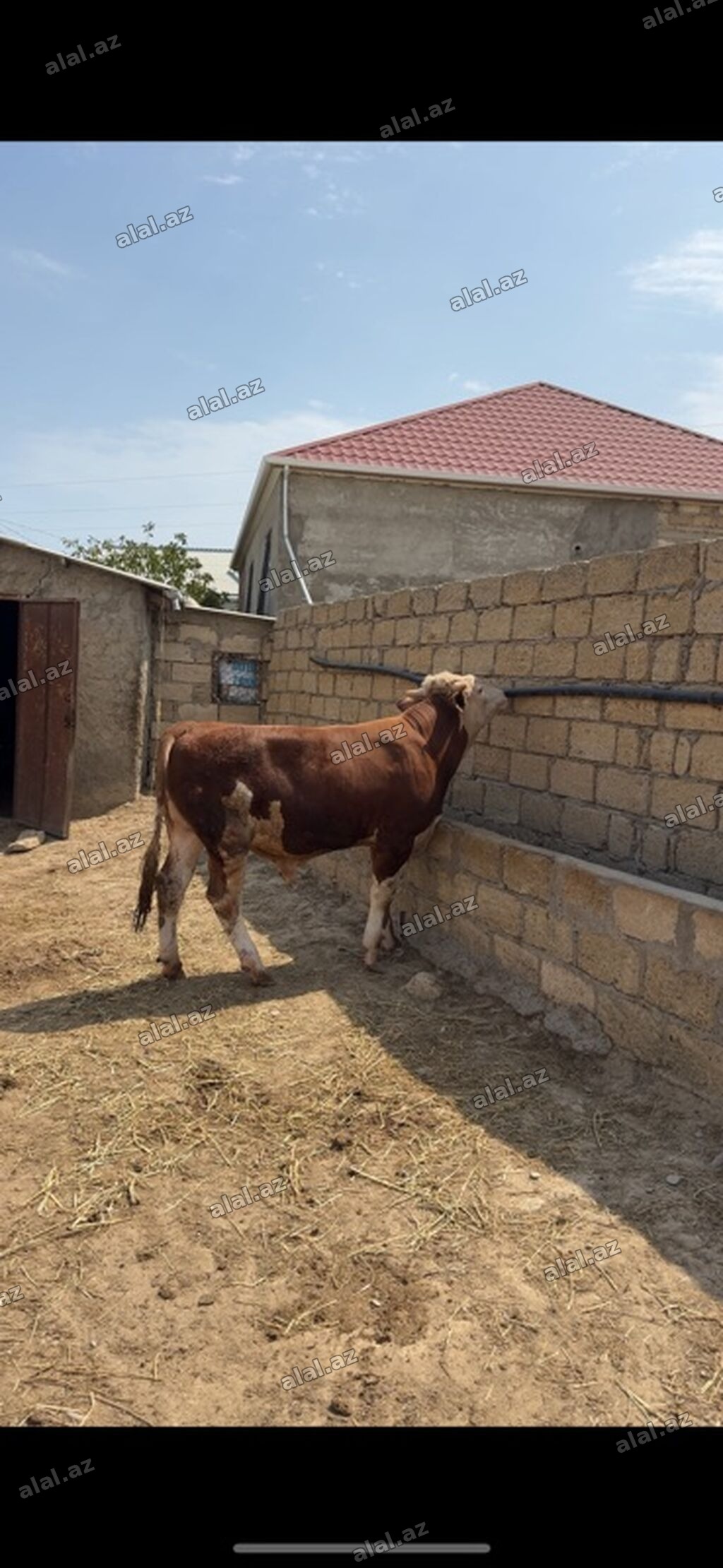 İki baş təmiz qan erkək simmental dana satılır. Böyüyünün 1 yaşı var