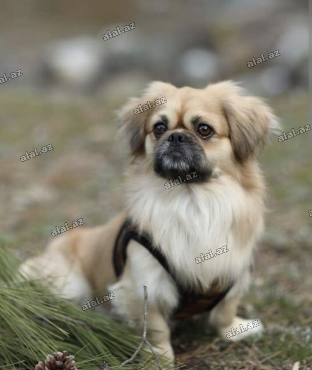 Pekines, Erkək, Sənədli, Ünvandan götürmə