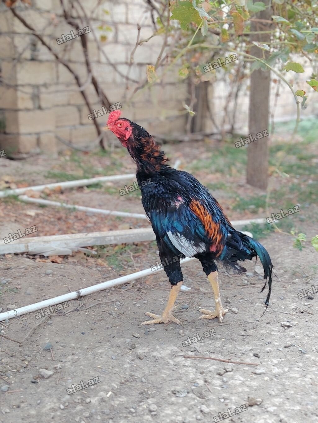Xoruz, Heyratı, il: 1, Ödənişli çatdırılma